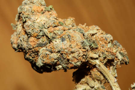 Cannabis sativa big bud family cannabaceae close up modern background high quality big size printの写真素材