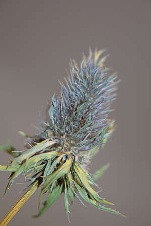 Wild dried flower close up eryngium alpinum family apiaceae background modern high quality print