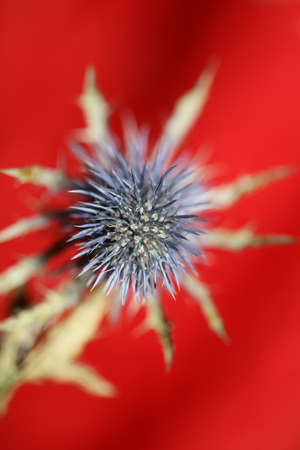 Wild dried flower close up eryngium alpinum family apiaceae background modern high quality printの写真素材