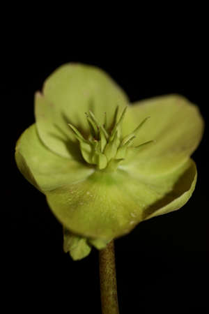 Yellow flower blossom close up helleborus viridis family ranunculaceae high quality big size...