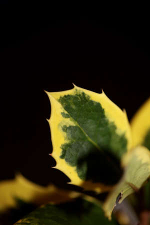 Green and yellow leaves close up ilex aquifolium family aquifoliaceae background high quality big...