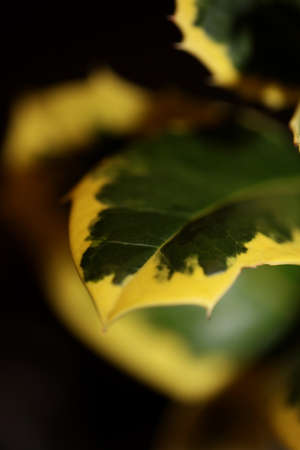 Green and yellow leaves close up ilex aquifolium family aquifoliaceae background high quality big size printの写真素材