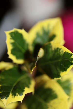Green and yellow leaves close up ilex aquifolium family aquifoliaceae background high quality big size printの写真素材