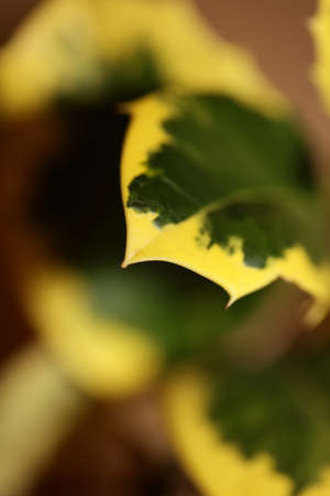 Green and yellow leaves close up ilex aquifolium family aquifoliaceae background high quality big size printの写真素材