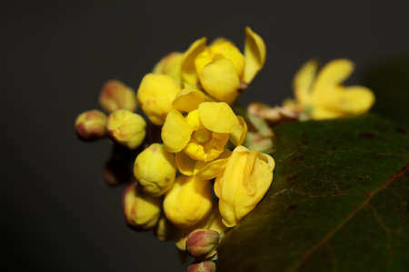 Flower blossoming Berberis aquifolium family berberidaceae macro background modern high quality big size printsの写真素材