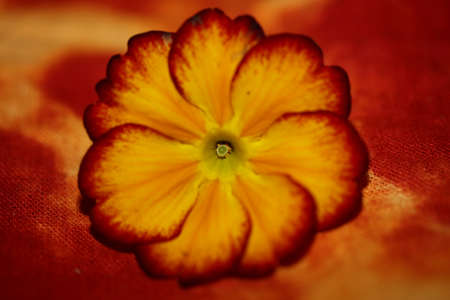 Yellow flower blossom close up Primula auricula family primulaceae background modern high quality...