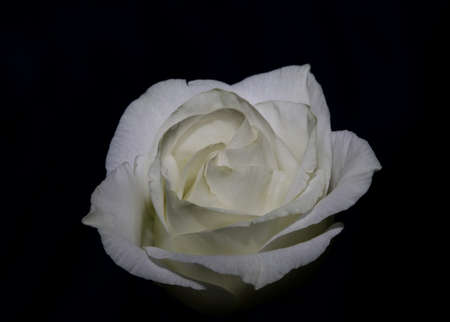 White flower blossom close up agricultural background rose family rosaceae high quality big size...