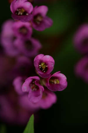 Flower close up background Pyrola asarifolia blossoming family asparagaceae botanical modern high quality big size print home decorationの写真素材