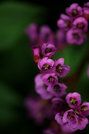 Flower close up background Pyrola asarifolia blossoming family asparagaceae botanical modern high...