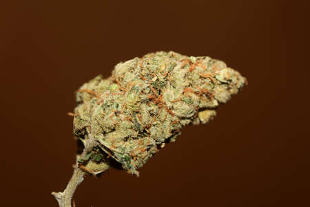 Weed bud close up botanical modern background high quality big size prints cannabis sativa family...