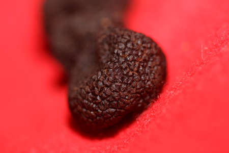 Black wild summer truffles close up family tuberaceae botanical modern high quality big size...