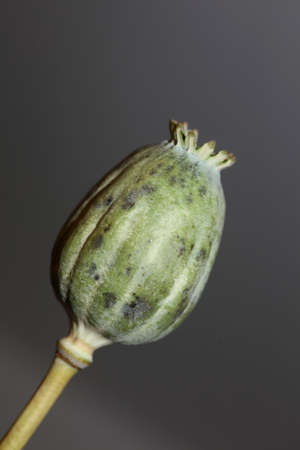 Opium fruit papaver somniferum family papavaraceae close up botanical background high quality big size print home decor agricultural psychoactive flowersの写真素材