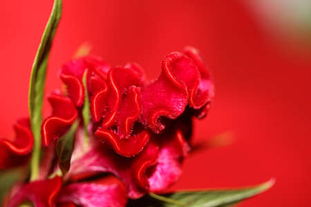 Red flower blossom close up celosia argentea family amaranthaceae botanical background high quality...