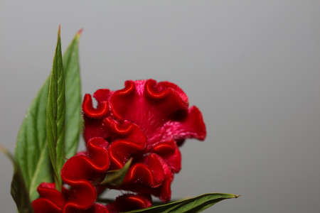 Red flower blossom close up celosia argentea family amaranthaceae botanical background high quality...