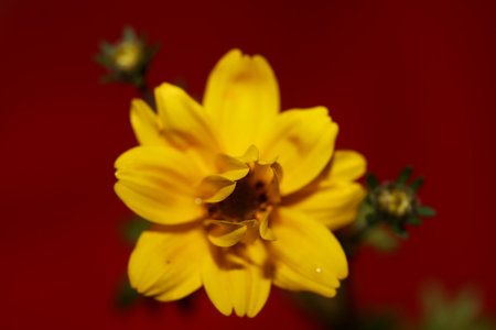 Yellow flower blossoming cosmos caudatus family compositae close up botanical background high quality big size print home decor agricultural shootsの写真素材