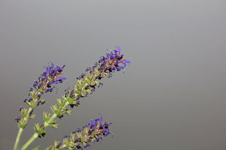 Flower blossoming salvia nemorosa family lamiaceae close up botanical background high quality big size print home decor agricultural plantの写真素材