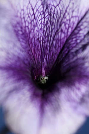 Blue flower blossom close up petunia hybrida family solanaceae botanical background modern high quality big size prints home decorationの写真素材