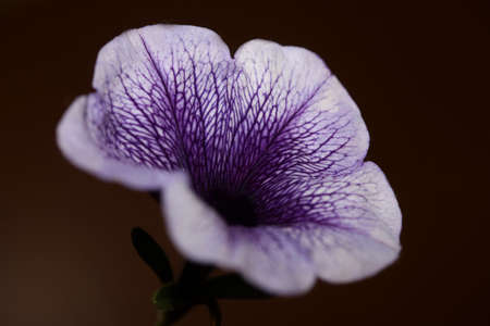 Blue flower blossom close up petunia hybrida family solanaceae botanical background modern high...