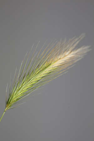 Flower blossom close up hordeum vulgare family poaceae botanical background modern high quality big...