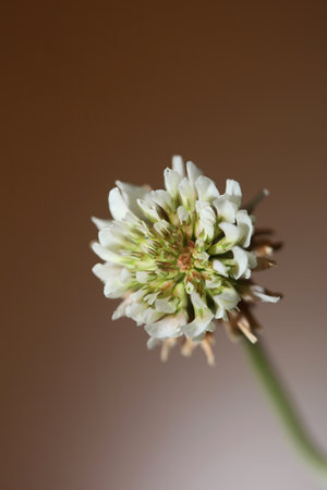 White wild flower blossom close up botanical background Trifolium alexandrinum family leguminosae high quality big size printsの写真素材