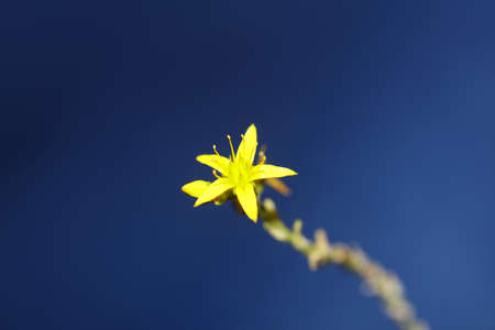 Yellow star flower blossom close up modern botanical background sedum lanceolatum family...