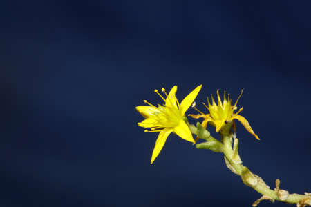 Yellow star flower blossom close up modern botanical background sedum lanceolatum family...