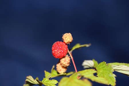 Wild red berry fruit close up modern botanical background rubus occidentalis family rosaceae high...