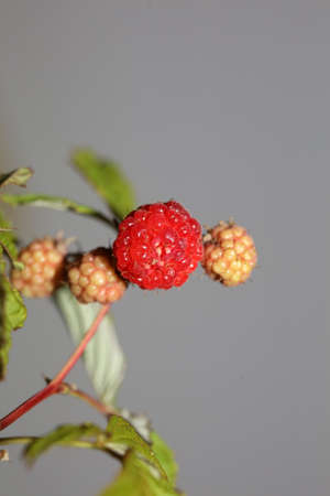 Wild red berry fruit close up modern botanical background rubus occidentalis family rosaceae high...