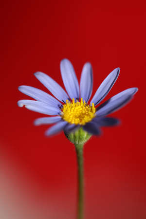 Blue star flower blossom macro felicia amelloides family compositae modern botanical background big size high quality print home decorの写真素材