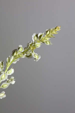 Wild flower blossom close up botanical background Fallopia dumetorum family Polygonaceae big size...