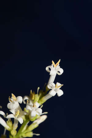 White flower blossom close up botanical modern background ligustrum vulgare family oleaceae big size high quality prints wall posterの写真素材