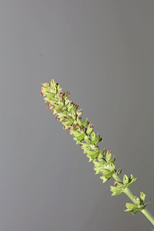 Aromatic flower blossom close up botanical background high quality big size prints salvia pratensis...