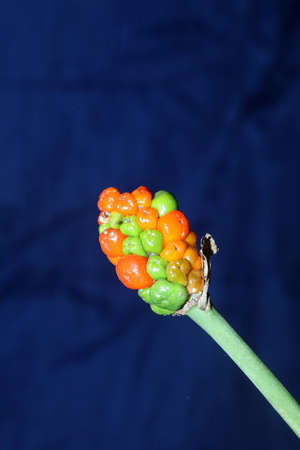 Red and yellow wild fruits close up botanical background arum italicum family araceae high quality...