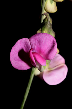 Wild purple flower blossom close up botanical background lathyrus latifolius family leguminosae high quality big size modern printの写真素材