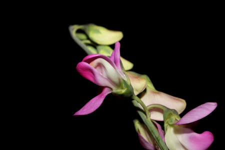 Wild purple flower blossom close up botanical background lathyrus latifolius family leguminosae high...