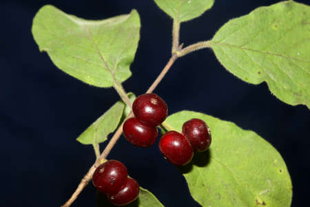 Wild red fruits close up botanical background lonicera xylosteum family caprifoliaceae high quality...