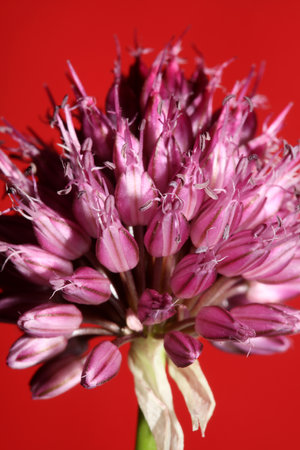 Flower blossom close up botanical modern background allium acutiflorum family amaryllidaceae big size high quality printsの写真素材