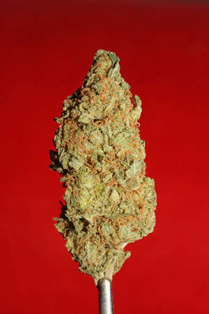 Cannabis bud close up medical marihuana modern botanical background high quality big size printsの写真素材