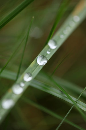 Winter rain droplets in grass leaves background close up nature exploration big size high quality printsの写真素材