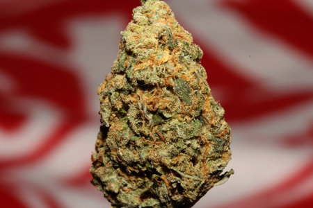 Macro close up of medical marijuana buds cannabis ready for smoke concepts of herbal and alternative...