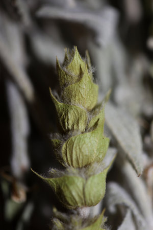 Wild medical natural mountain tea close up botanical background sideritis family lamiaceae big size...