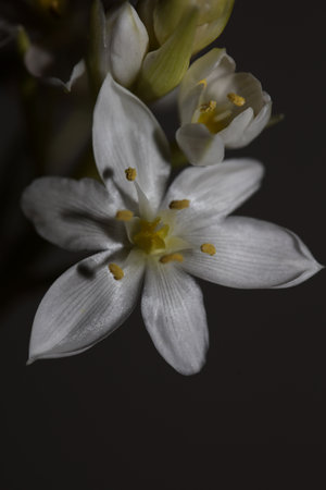 White star flower blossoming close up botanical background ornithogalum family asparagaceae big size high quality printsの写真素材