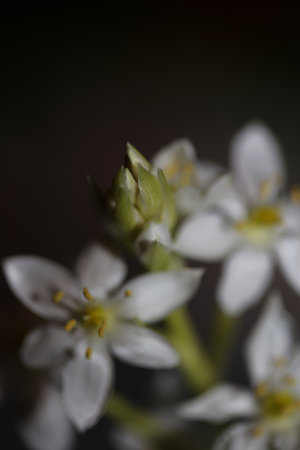 White star flower blossoming close up botanical background ornithogalum family asparagaceae big size...