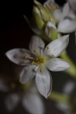 White star flower blossoming close up botanical background ornithogalum family asparagaceae big size high quality printsの写真素材