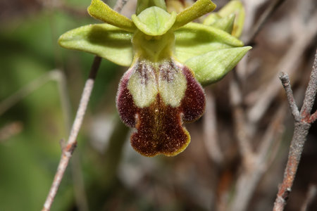 Wild orchid flower blossom close up botanical background ophrys fusca family orchidaceae high quality big size printsの写真素材