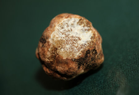 White truffle mushroom close up background botanical prints tuber magnatum family tuberaceae big size high quality picturesの写真素材