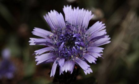Blue wild flower blossom close up botanical background globularia alypum family plantaginaceae big...