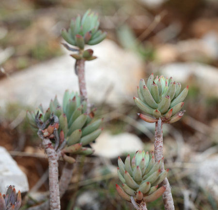 Wild mountain flower on rocks close up botanical background sedum ochroleucum family crassulaceae big size high quality printsの写真素材