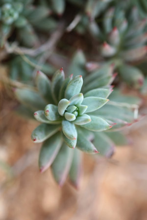 Wild mountain flower on rocks close up botanical background sedum ochroleucum family crassulaceae big size high quality printsの写真素材