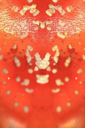 Mushroom amanita muscaria known as fly agaric with bright red hat and color pouring amanitaceae family psychedelic trip high quality psychedelic fliers party designs printsの写真素材